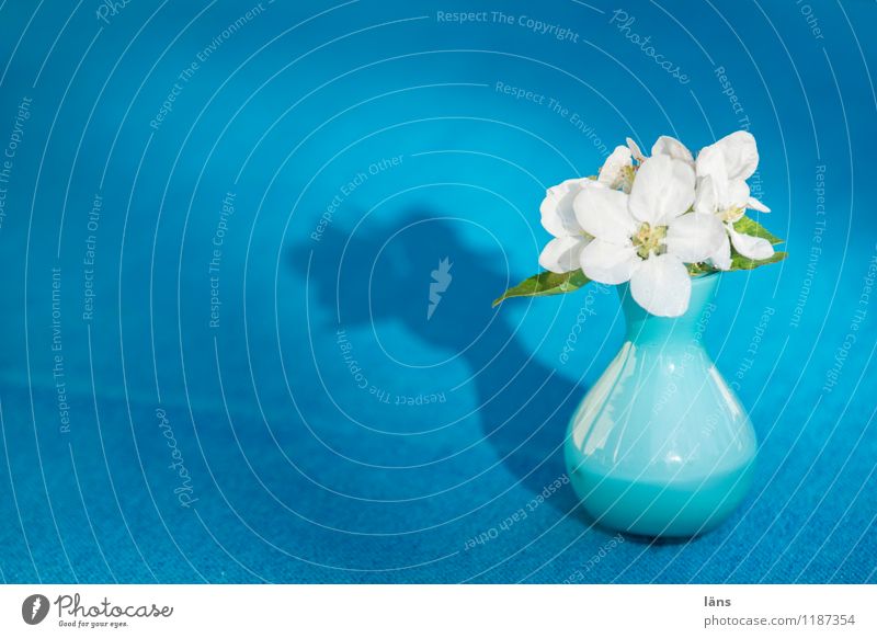 apple blossom Vase Blossom Blossoming Flower Blue Table Tablecloth