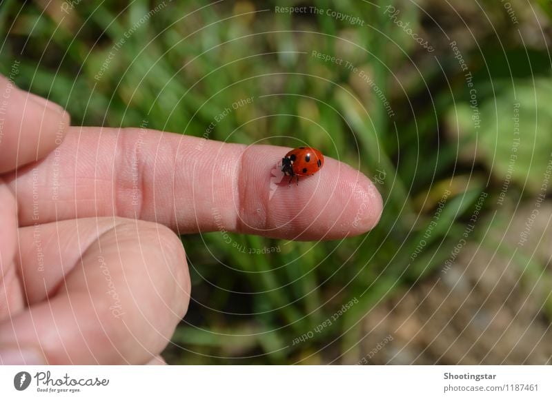 Ladybug 2 Animal Beetle 1 Contentment Trust Safety Happy Hand Fingers Freedom Sit Red points Colour photo Close-up Day Central perspective