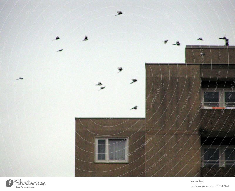 The birds Bird Black-billed magpie New building Window Prefab construction Sky Flock grey-in-grey
