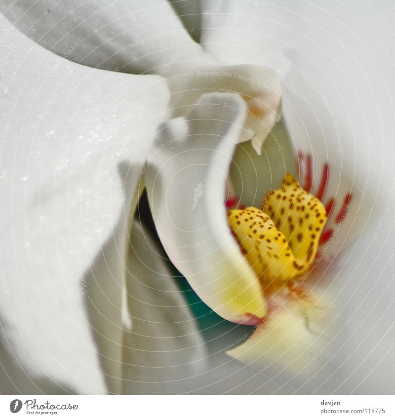 orchid Orchid Blossom Plant Yellow Red White Blur Macro (Extreme close-up) Close-up Beautiful petals Colour Orange Detail