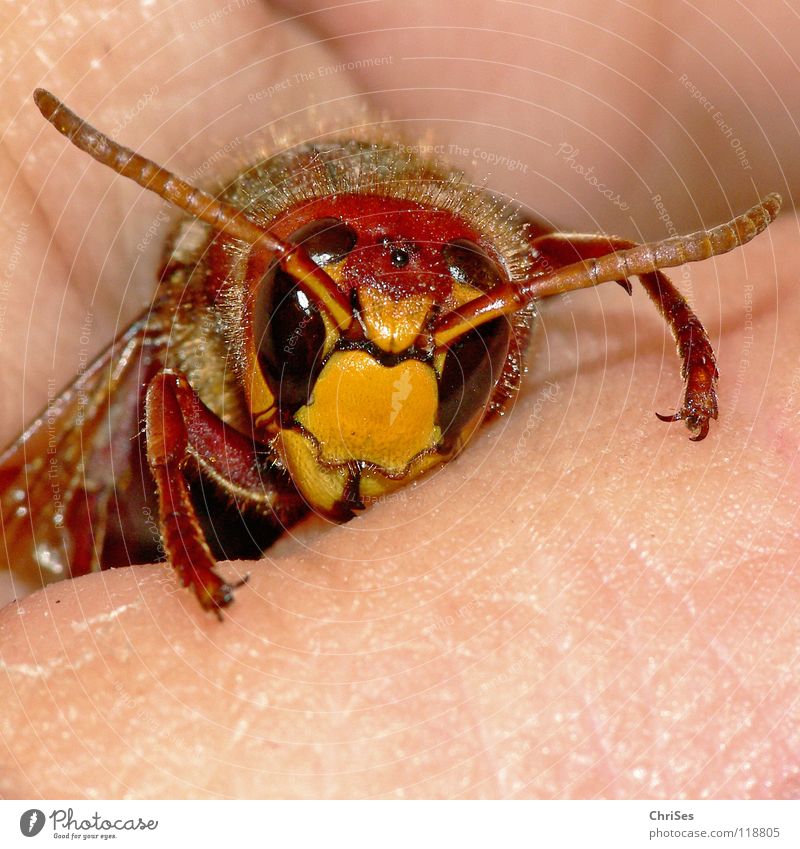 Captured : Hornet ( Vespa crabro ) Hymenoptera Black Yellow Hand Fingers Frontal Insect Animal Feeler Appearance Pierce Summer Spring Autumn Attack
