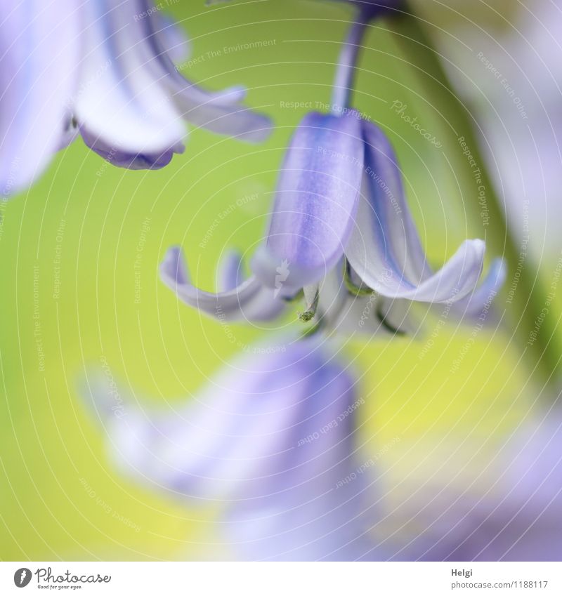 harebellied Environment Nature Plant Spring Blossom Garden Blossoming Growth Esthetic Beautiful Small Natural Green Violet Uniqueness Life Bell Colour photo