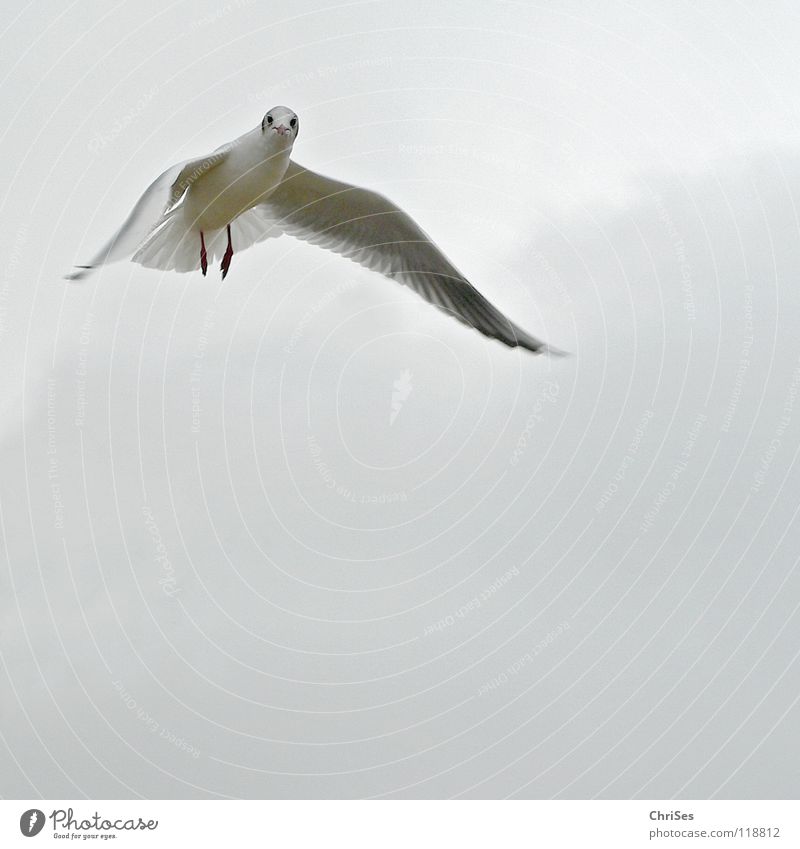 Funeral Flier : Silver Gull ( Larus novaehollandia ) Seagull Bird Animal White Gray Black Clouds Poultry Lake Ocean Cuxhaven Autumn Sky grey in grey seabird