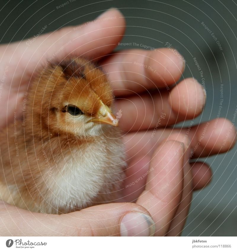 security Leisure and hobbies Infancy Hand Fingers Farm animal Bird Love Small Sweet Safety Protection Safety (feeling of) Chick East German border guard