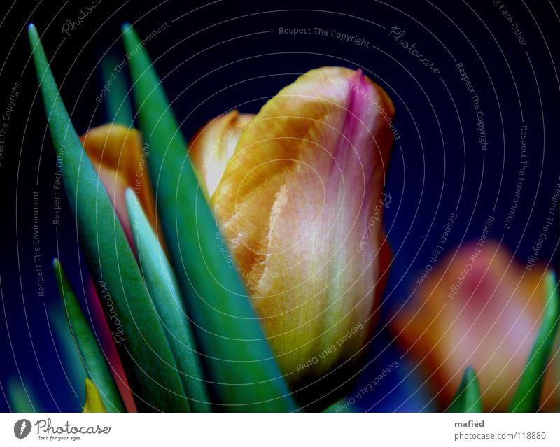 Tribute to Gerti G. Tulip Flower Blossom Stalk Vase Green Yellow Pink Flashy Crazy Multicoloured Spring Happiness Good mood Noble Majestic Blossoming Blue