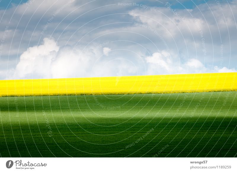 early summer Environment Landscape Plant Earth Air Clouds Horizon Spring Beautiful weather Agricultural crop Canola Canola field Oilseed rape flower Wheat