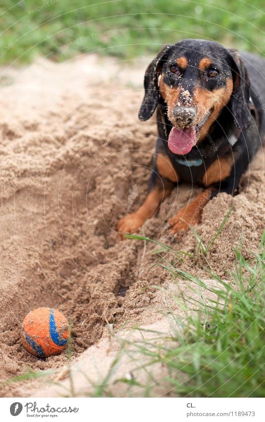 sand nose Leisure and hobbies Playing Environment Nature Sand Grass Meadow Animal Pet Dog Animal face Dachshund Tongue 1 Ball Cute Joy Happy