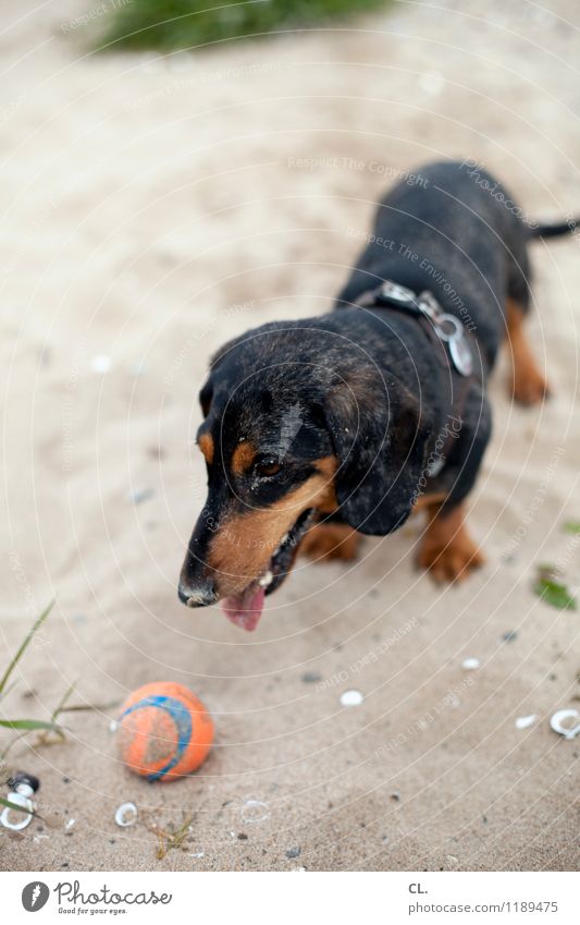 On the beach Leisure and hobbies Playing Trip Sand Coast River bank Beach Animal Pet Dog Animal face Dachshund 1 Ball Happiness Cute Joy