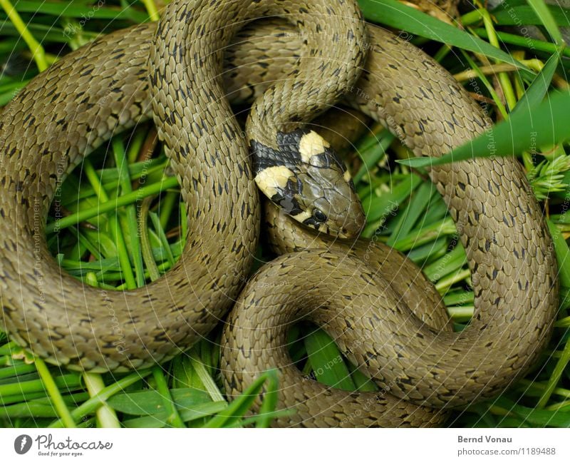 Joachim Snake 1 Animal Beautiful Ring-snake Whorl Wiggly line Meandering Elegant Pattern Hide Wild animal Grass Curve Captured Green Brown Colour photo