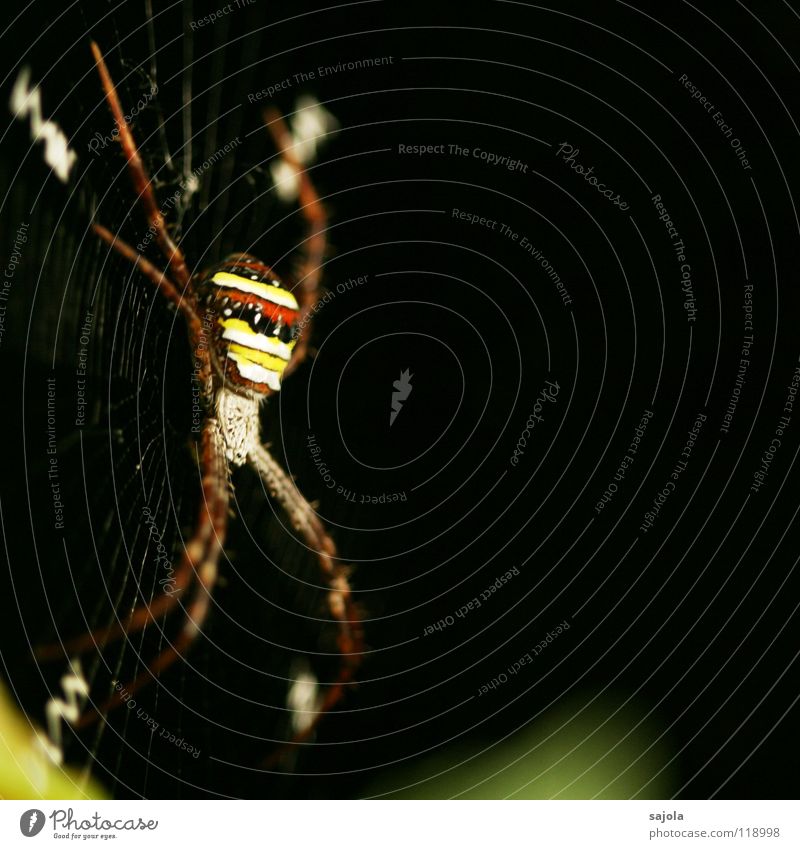 argiope Nature Animal Virgin forest Spider 1 Stripe Net Yellow Red Black Striped Legs Head Orb weaver spider Singapore Spider's web Asia Sewing thread
