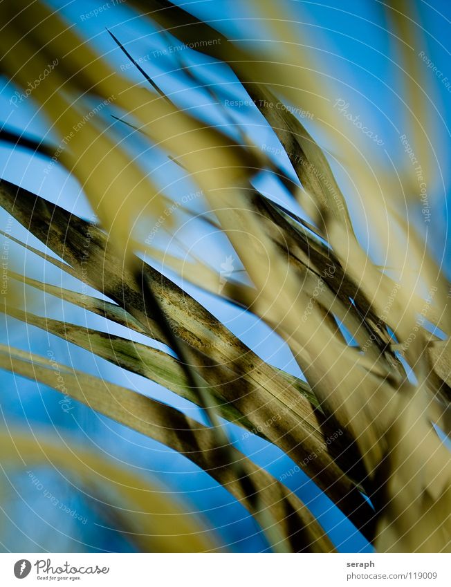Reed Common Reed Reeds Habitat Juncus Blossoming Grass Blade of grass Plant Nature wag Environment Marsh grass Sweet grass spiral Background picture Abstract