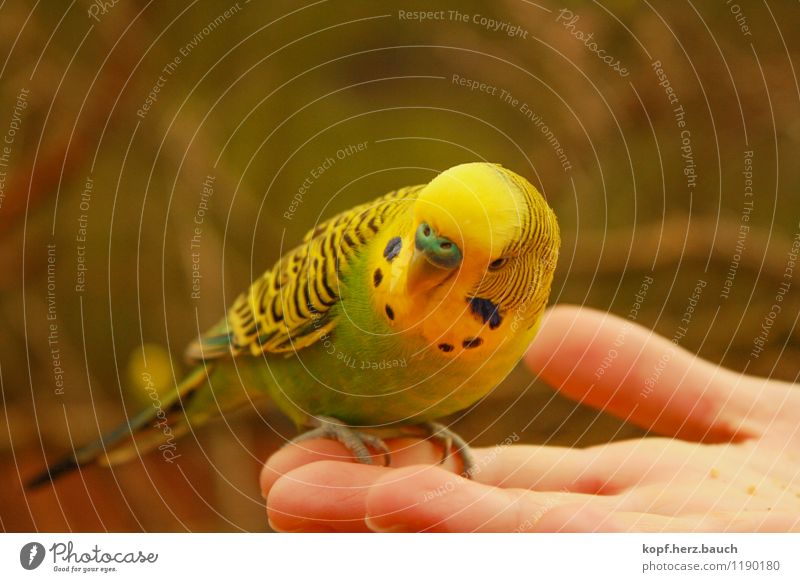the sparrow in the hand Animal Bird Budgerigar Pet 1 Observe To feed Friendliness Happiness Curiosity Safety Safety (feeling of) Love of animals Smooth tame