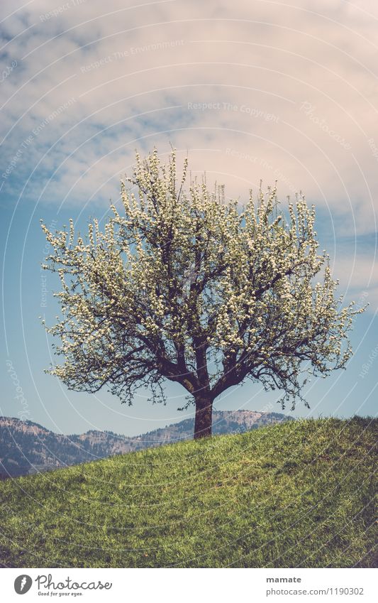 Blossom tree on a hill in Switzerland Nature Plant Sky Clouds Sunlight Spring Beautiful weather Tree Meadow Hill Mountain Peak Deserted Natural Retro