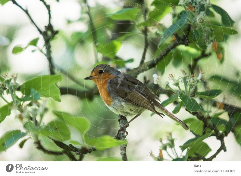 everything in the green area Nature Spring Tree Garden Bird 1 Animal Sit Cute Red Attentive Robin redbreast Apple tree Branch Exterior shot Deserted