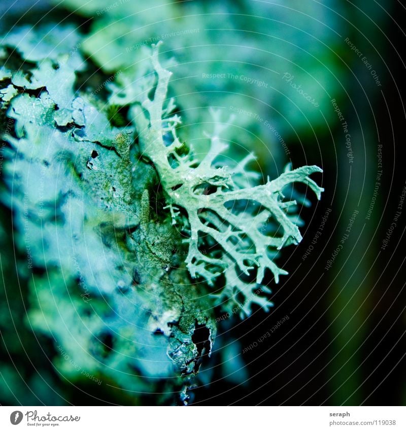 Braid Plant Moss Green Background picture Encalypta Ground cover plant Spore Symbiosis Nature micro Lichen Macro (Extreme close-up) Botany Growth