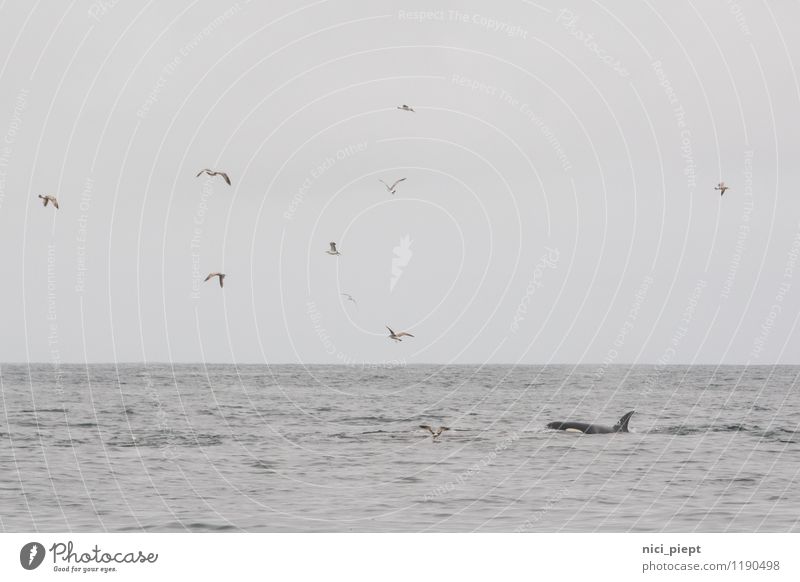 We need to talk ... Environment Nature Landscape Water Sky Cloudless sky Horizon Spring Autumn Winter Animal Wild animal Seagull Whale Ocean Group of animals