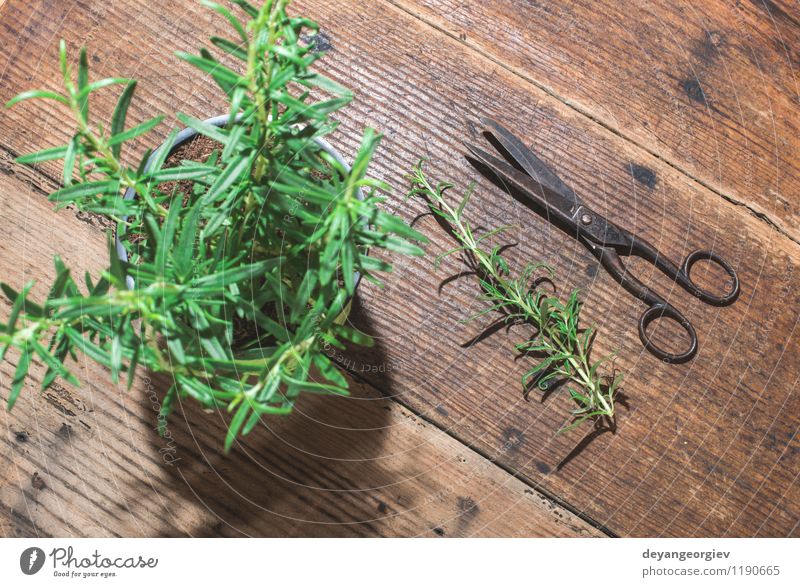 Rosemary twigs on wood Herbs and spices Nature Plant Leaf Fresh Green White food Ingredients healthy bunch herbal branch Raw Organic medicine seasoning wooden