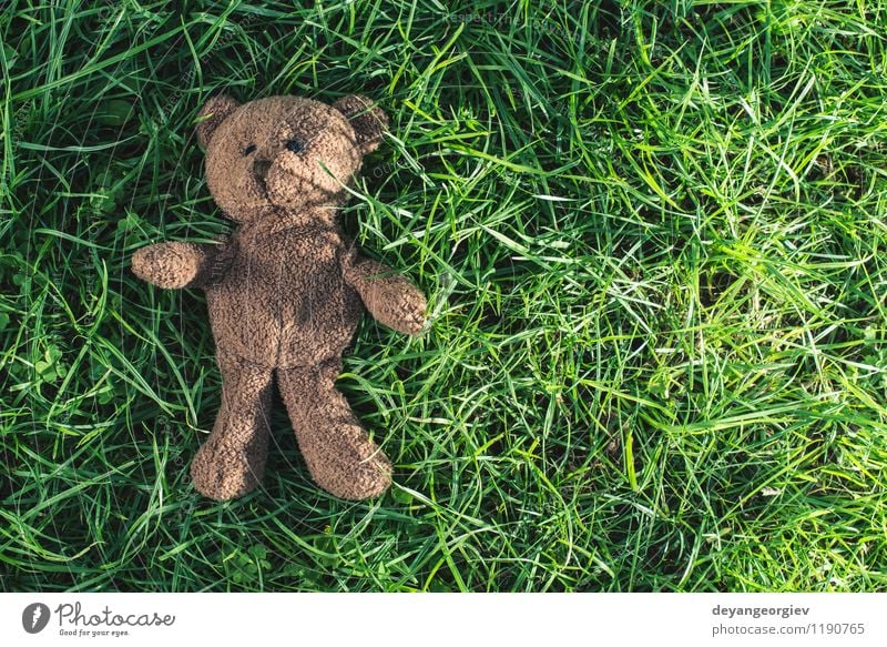 Teddy bear on the grass. Joy Decoration Feasts & Celebrations Child Infancy Animal Grass Park Toys Love Sit Natural Cute Soft Brown Yellow Green White Bear