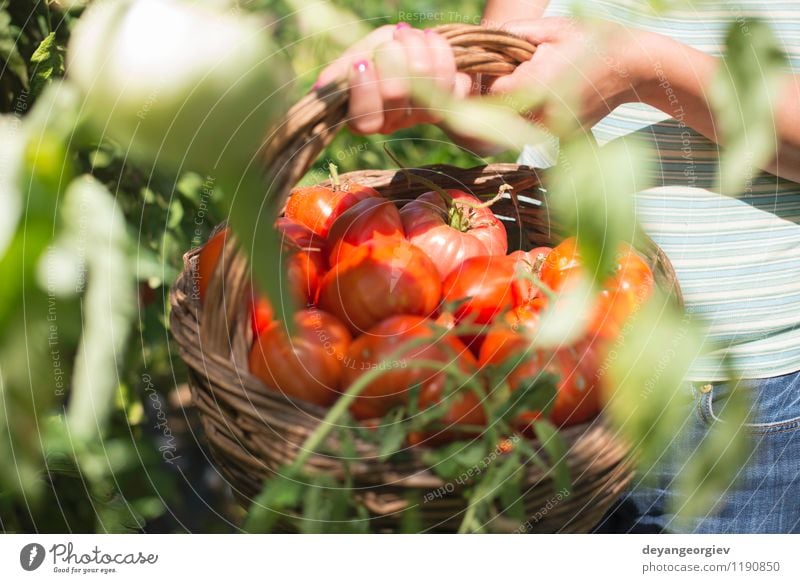 Picking tomatoes in basket Vegetable Fruit Vegetarian diet Lifestyle Summer Garden Gardening Human being Woman Adults Hand Nature Plant Fresh Natural Green Red