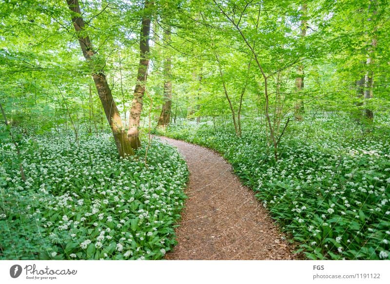 walk in the woods Hiking Nature Plant Sunlight Spring Summer Beautiful weather Forest To enjoy Friendliness Warmth Soft Happy Joie de vivre (Vitality)