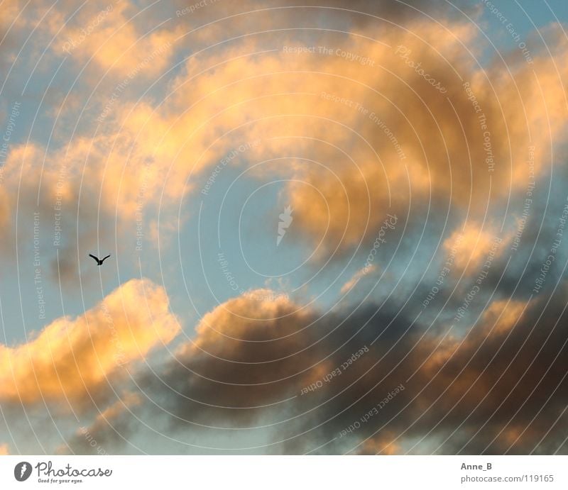 outlaw Freedom Air Sky Clouds Bird Wing 1 Animal Movement Flying Small Blue Yellow Black Calm Uniqueness Ease Nature Orange Sunlight Gray Colour photo