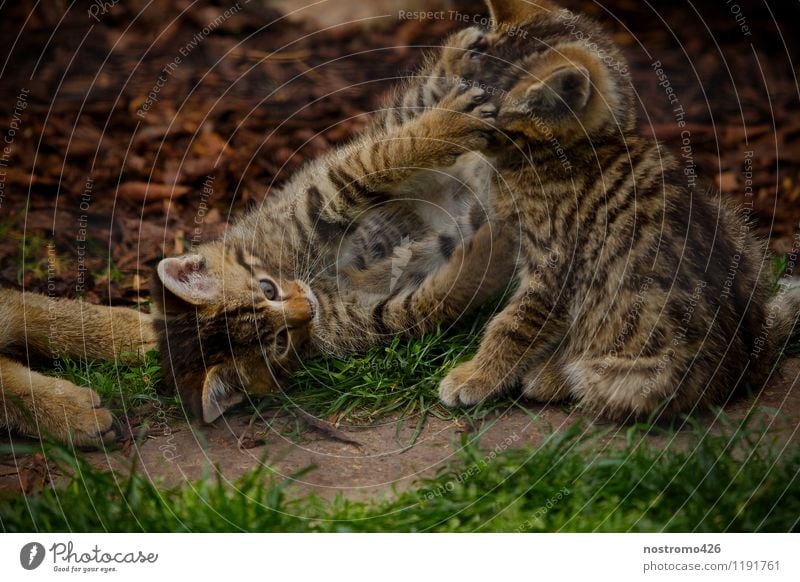 wild cat kittens playing Animal Wild animal Cat Animal face Paw Zoo Wild cat 2 Group of animals Baby animal Touch Playing Cuddly Cute Joy Colour photo