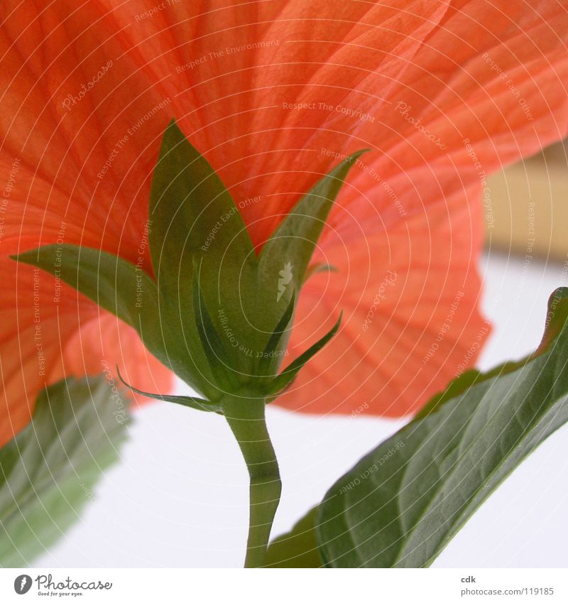 Hibiscus in square I Plant Houseplant Blossom Flower Bushes Blossoming Growth Flourish Red Green Stalk Blossom leave Multiple Botany Seasons Spring Summer open