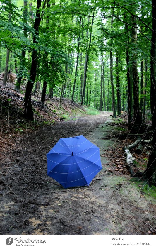 Blue Umbrella 2007 Forest Green Puzzle Nature Colour Contrast Lanes & trails