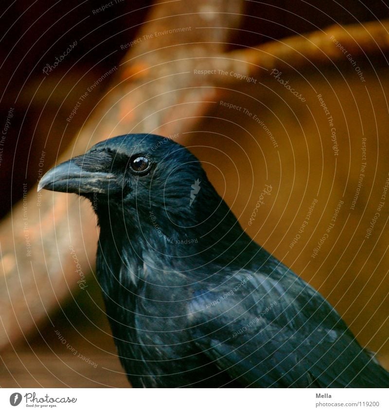 The wise eye Crow Carrion crow Raven birds Common Raven Black Wisdom Smart Beak Feather Bird Glittering Glimmer Mystic Mysterious Dark Macro (Extreme close-up)