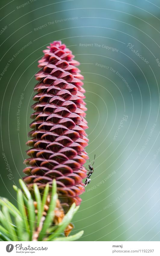 Little climbing artist Nature Spring Plant Cone Animal Wild animal Ant 1 Stand Beginning Hope Red Fresh life cycle Vigor Colour photo Multicoloured Deserted