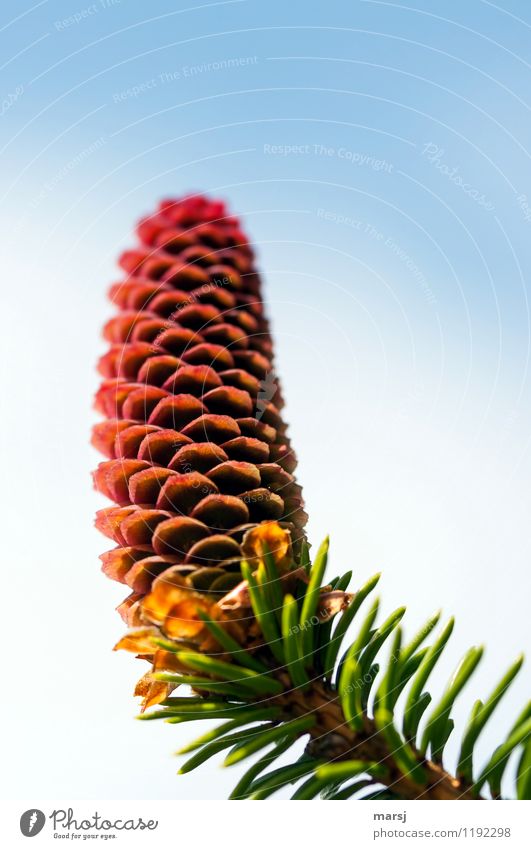 Give me the shed shampoo. Nature Spring Plant Wild plant Cone Stand Multicoloured fan-shaped Pattern System Regular Natural phenomenon sheds flower cones Branch