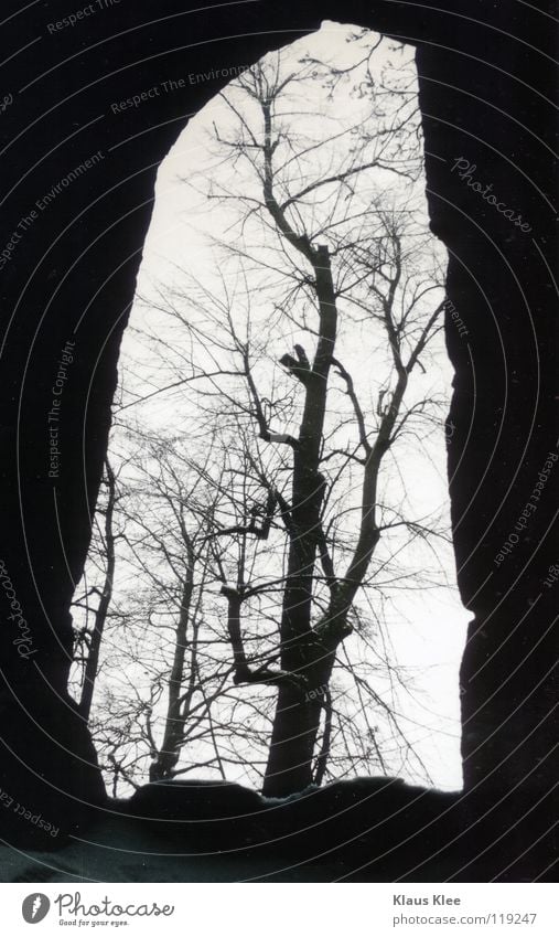 MY TRIP OVER 50 METERS :: Tree Window Dark Beautiful Winter Tunnel Transience Hollow Bright Frame Detail