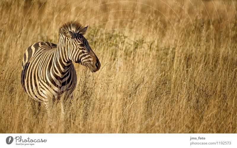 Zebra in the steppe Nature Animal Wild animal Pelt 1 Free Black White Saulspoort South Africa Wydhoek black and white Stripe Colour photo Exterior shot Morning