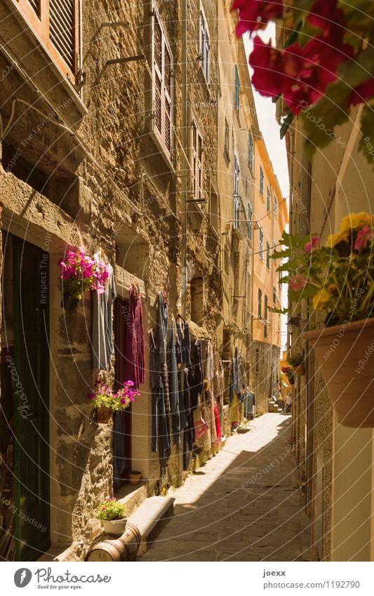 Narrow lane Vacation & Travel Tourism Summer Flower Corniglia Italy Village House (Residential Structure) Wall (barrier) Wall (building) Facade Door