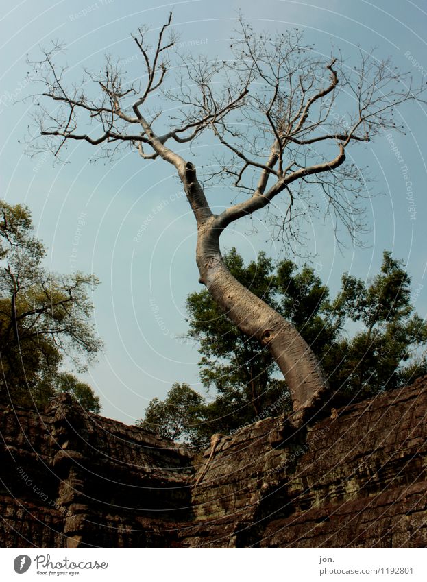 Ta Prohm Tree I Nature Animal Sky Summer Beautiful weather Plant Virgin forest Ruin Manmade structures Architecture Wall (barrier) Wall (building)