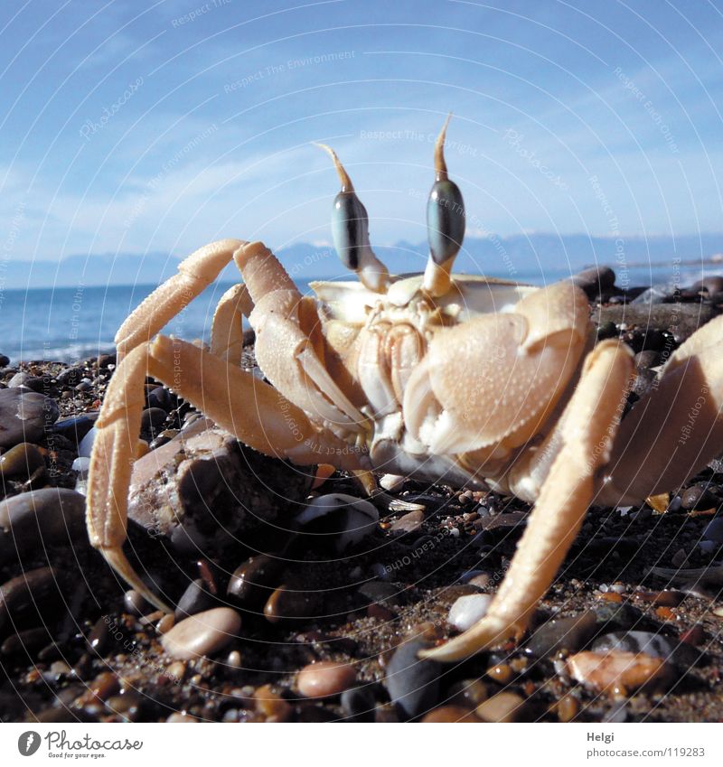 Close-up of a crab on the beach Colour photo Exterior shot Deserted Copy Space top Day Shadow Sunlight Worm's-eye view Animal portrait Looking Joy
