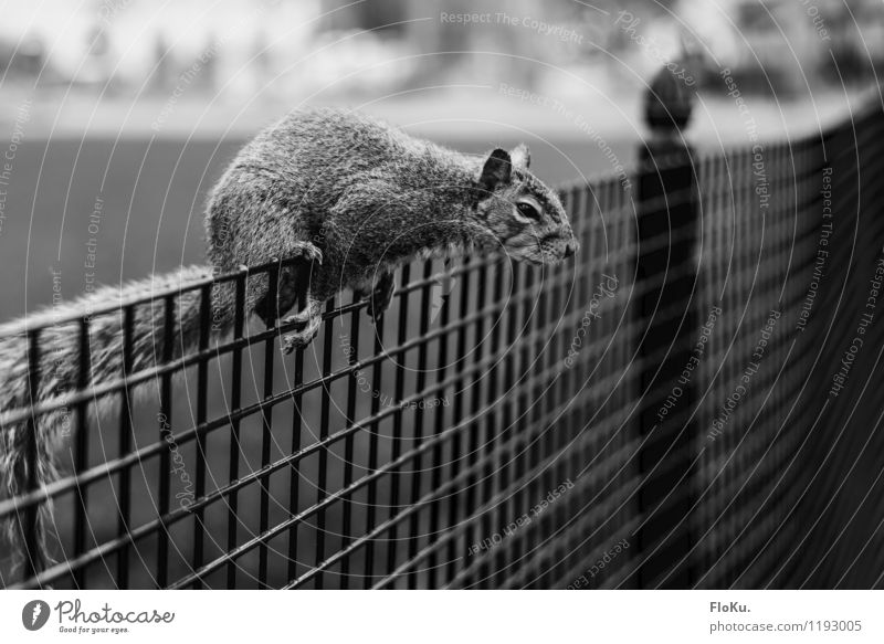 I'll get it! Nature Animal Park Wild animal Pelt Paw 1 Natural Cute Squirrel Fence Rodent Climbing Sit Black & white photo Exterior shot Deserted