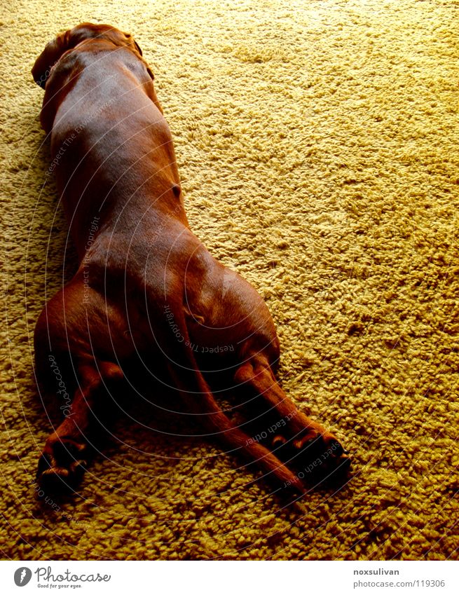 I am a good dog Yellow Dog Carpet Sleep Brown Obedient Concentrate Peace Mammal lying quiet stretched sleeping contrast baroque obedience Calm Lie