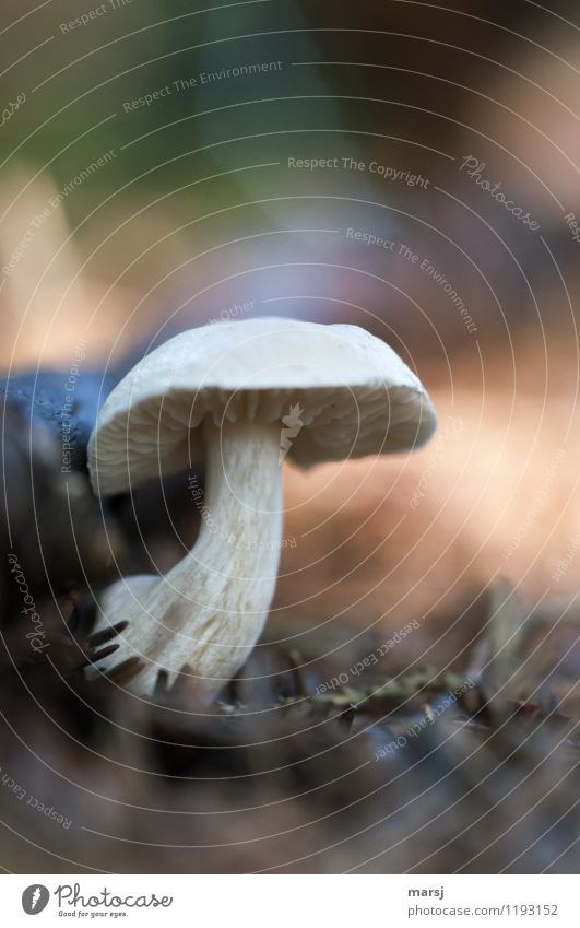 got one's act together Nature Summer Plant Mushroom Mushroom cap Woodground Growth Dark Authentic Simple Creepy Cold Near Natural Brave Colour photo