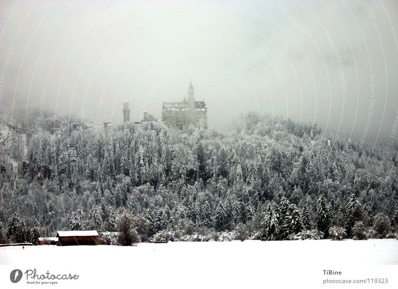 New Schwanstein in the fog Fog Winter Bavaria Tree Forest Snow Neuschwanstein Castle