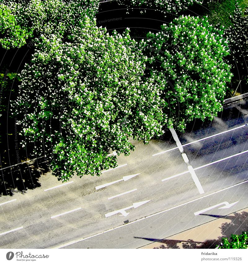 on the track Plant Tree Traffic infrastructure Street Lanes & trails Arrow Gray Green Orientation Exterior shot Aerial photograph Bird's-eye view Treetop