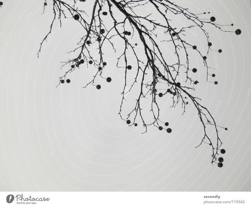 anti-gravity Tree Gray Black Rotated Bad weather Autumn Sky Sphere Thorn Branch Twig loud