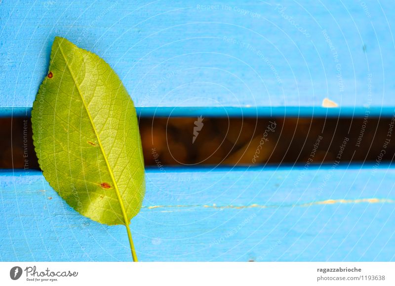 Green leaf on a blue bench Nature Leaf Wood Blue Flagged Colour photo Exterior shot Detail Day Worm's-eye view