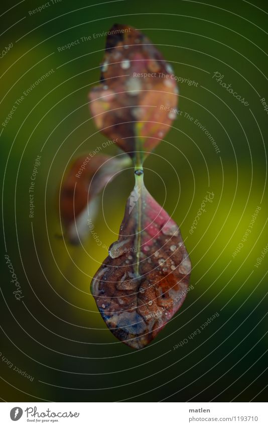It's raining Nature Plant Drops of water Weather Bad weather Rain Leaf Brown Multicoloured Yellow Green Red White aquatherapy Autumnal Colour photo