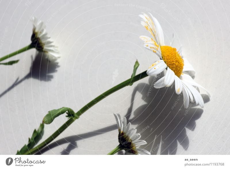 shadow play Healthy Life Harmonious Summer Decoration Mother's Day Plant Flower Marguerite Pollen Stalk Blossom leave Touch Blossoming Growth Authentic Fresh