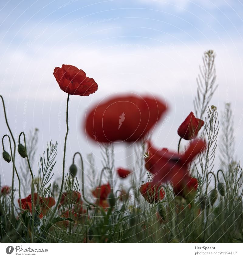 Harmophone Environment Nature Plant Flower Fresh Juicy Red Field Agriculture Poppy blossom Corn poppy Colour photo Subdued colour Exterior shot Copy Space top