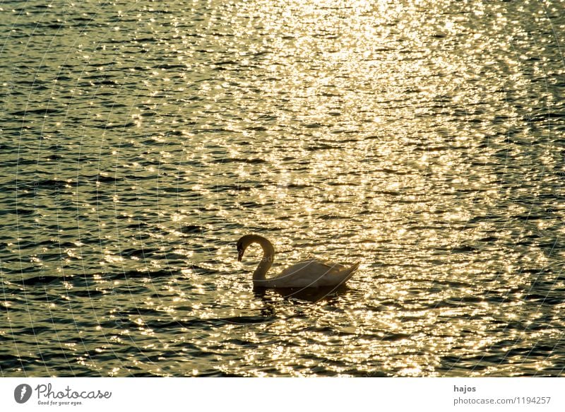 Sunrise at the Baltic Sea with swan Leisure and hobbies Vacation & Travel Ocean Nature Swan Romance Idyll floats golden Monochrome Stolpmünde Ustka Poland Surf