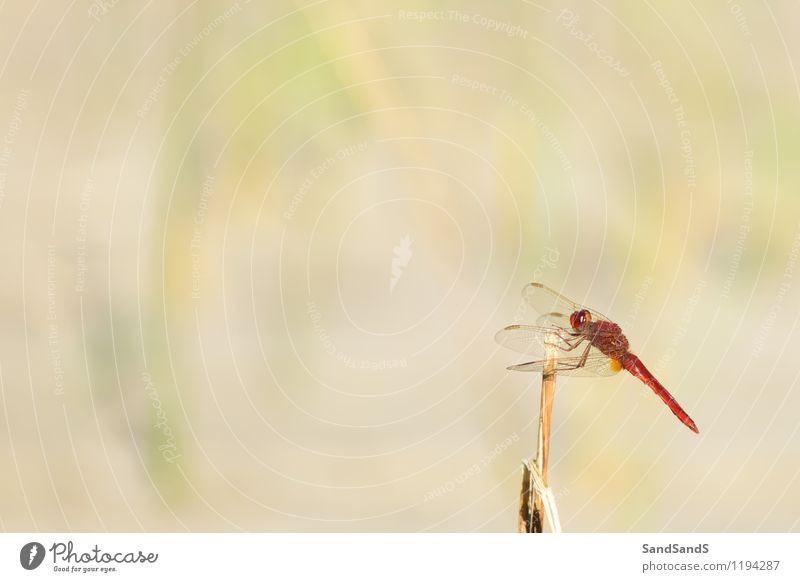Scarlet dragonfly Nature Animal Spring Animal face 1 Elegant Glittering Natural Red Colour photo Multicoloured Exterior shot Close-up Deserted Day
