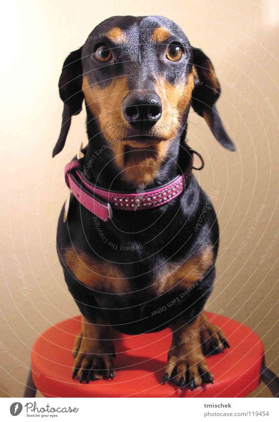 Naomi, the Dachshund Dog Mammal cachorro naomi pet