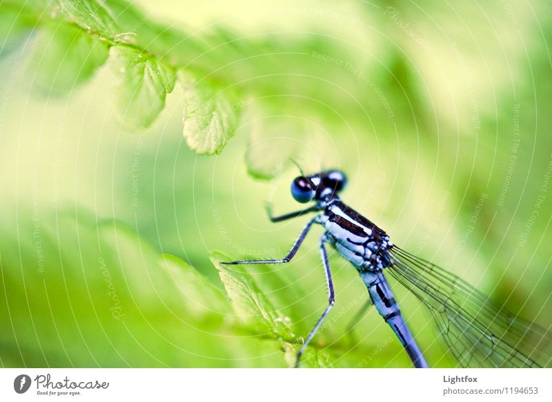 Patty Libell Animal Dragonfly 1 Diet Old Vacation & Travel Blue Green Dragonfly wings Zoom effect Compound eye Ease Graceful Fern leaf Colour photo